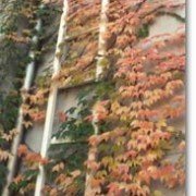 Fassadenbegrünung - Herbstfärbung Veitchii