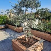 Olivenbaum im Pflanztrog nach Maß
