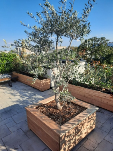 Olivenbaum im Pflanztrog nach Maß